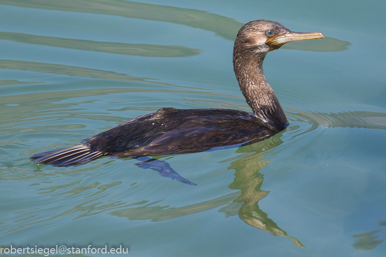 cormorant